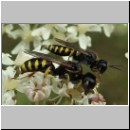 Ectemnius lapidarius - Grabwespe 02 8-12mm Paarung.jpg